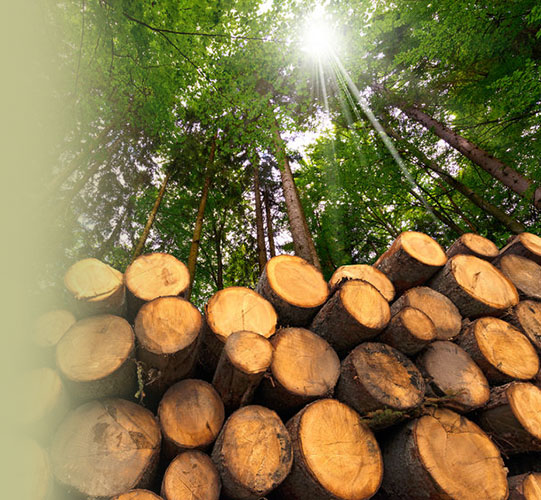 timber management service